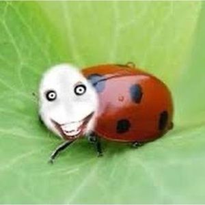 Meet your Posher, Real